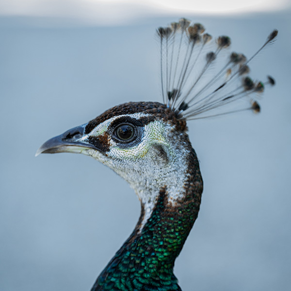 Photographie d'animaux - Paon - © Rodolphe Debyser – Photographe Rennes