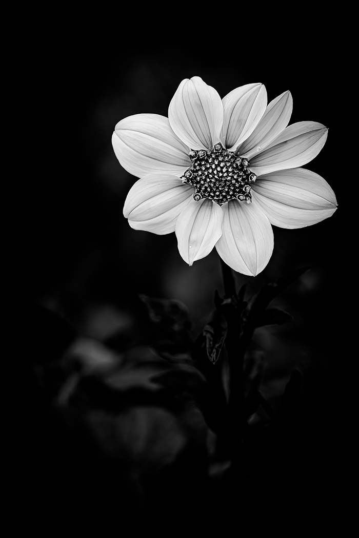 Photographe noir et blanc à Rennes en Bretagne - © Rodolphe Debyser