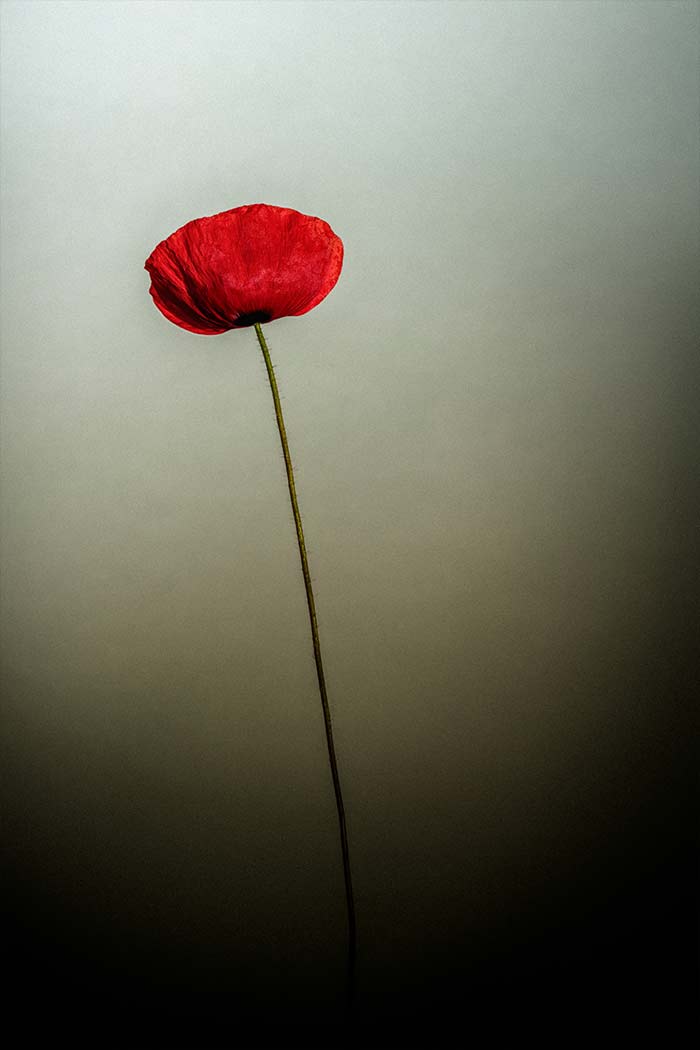 Photographe Still-Life Rennes - © Rodolphe Debyser - Coquelicot