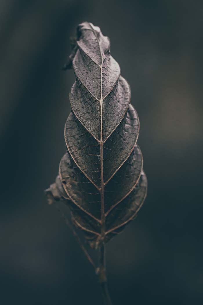 Photographe Still-Life Rennes - © Rodolphe Debyser - Feuille